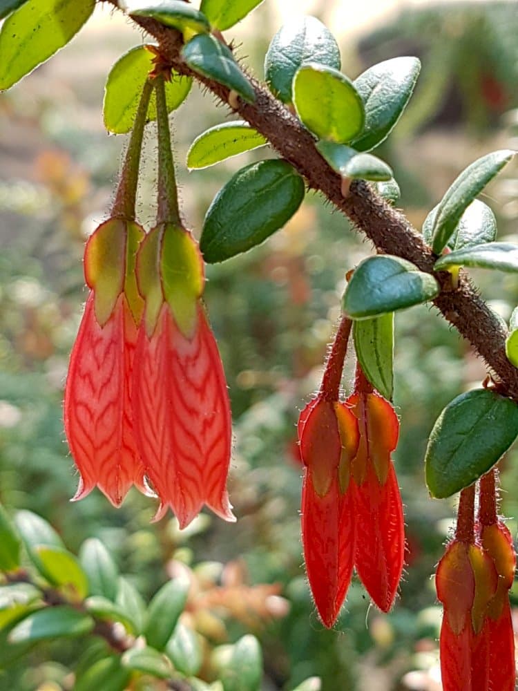 creeping agapetes