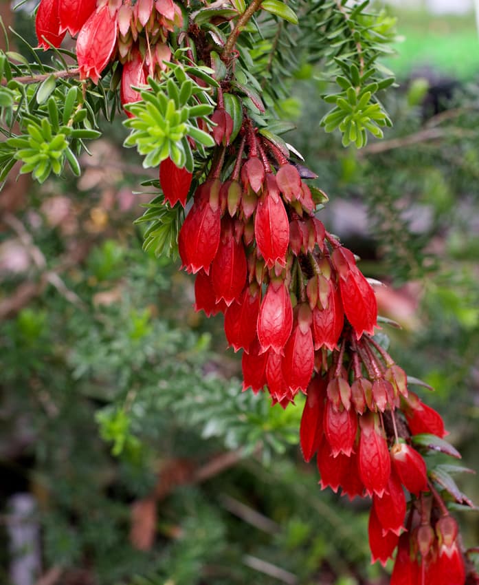 creeping agapetes