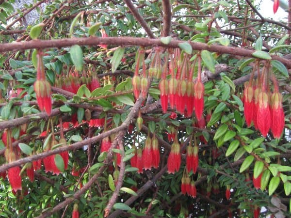 creeping agapetes