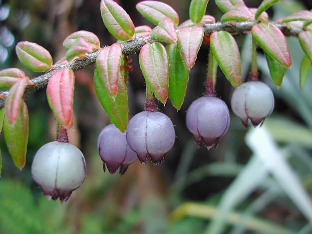 creeping agapetes