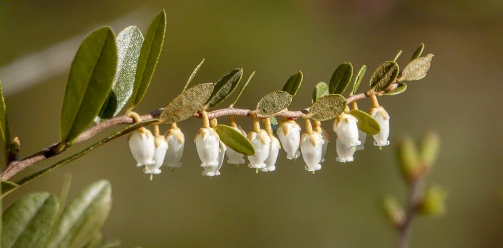 leatherleaf