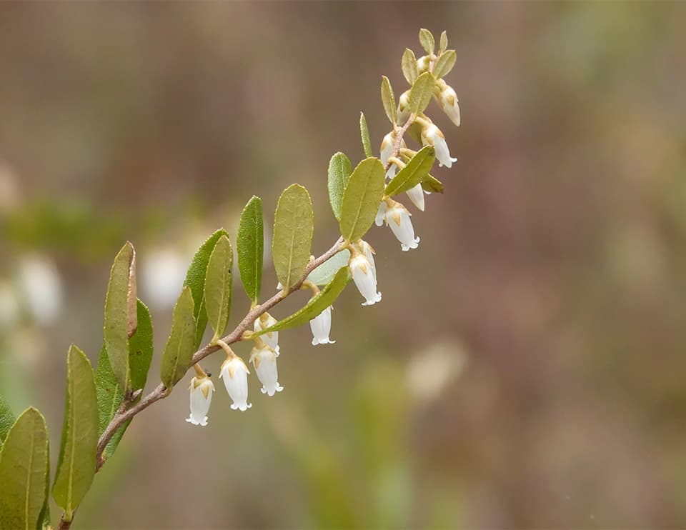 leatherleaf