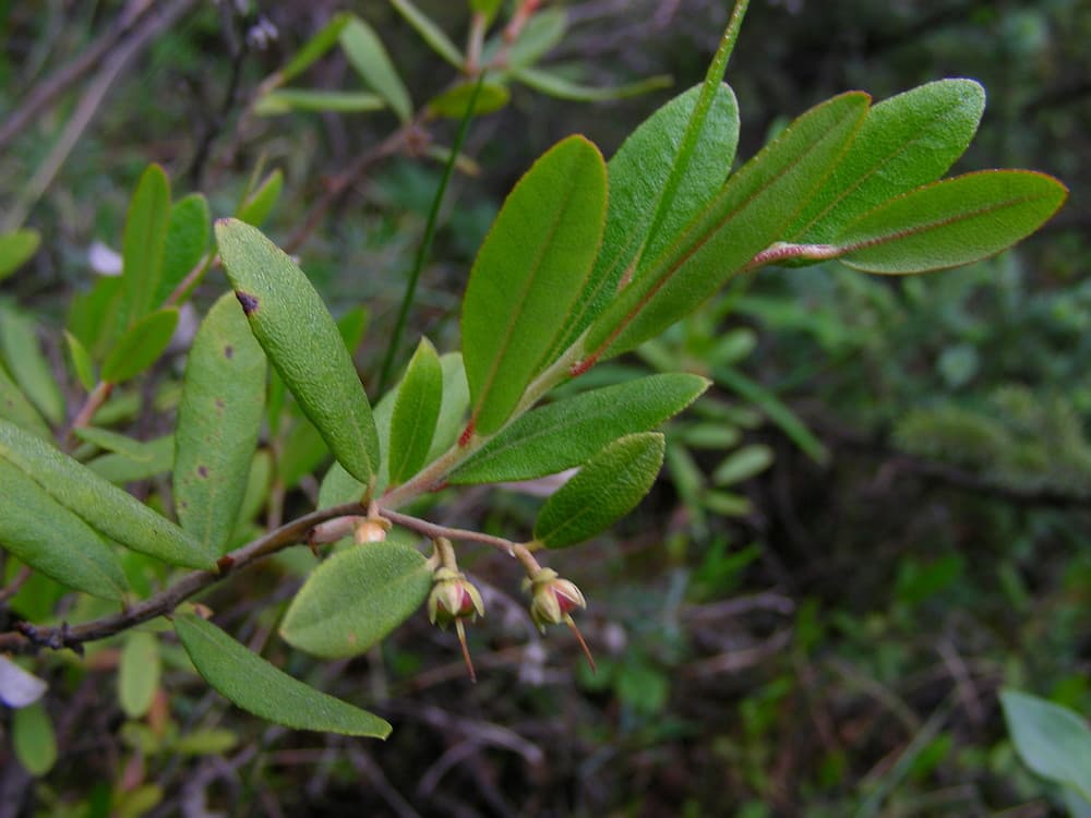 leatherleaf