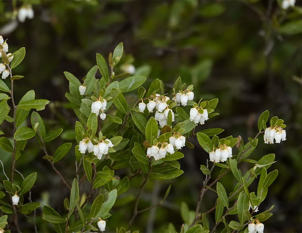 leatherleaf