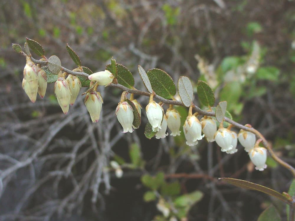 leatherleaf