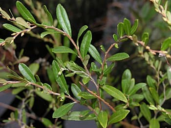 leatherleaf