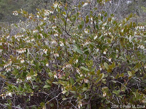 leatherleaf