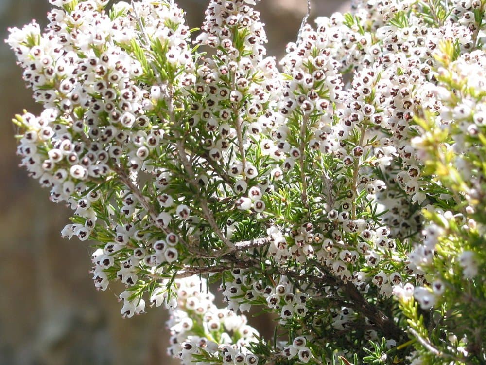 alpine tree heather