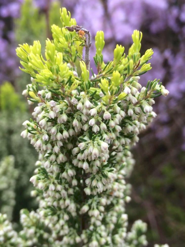 alpine tree heather