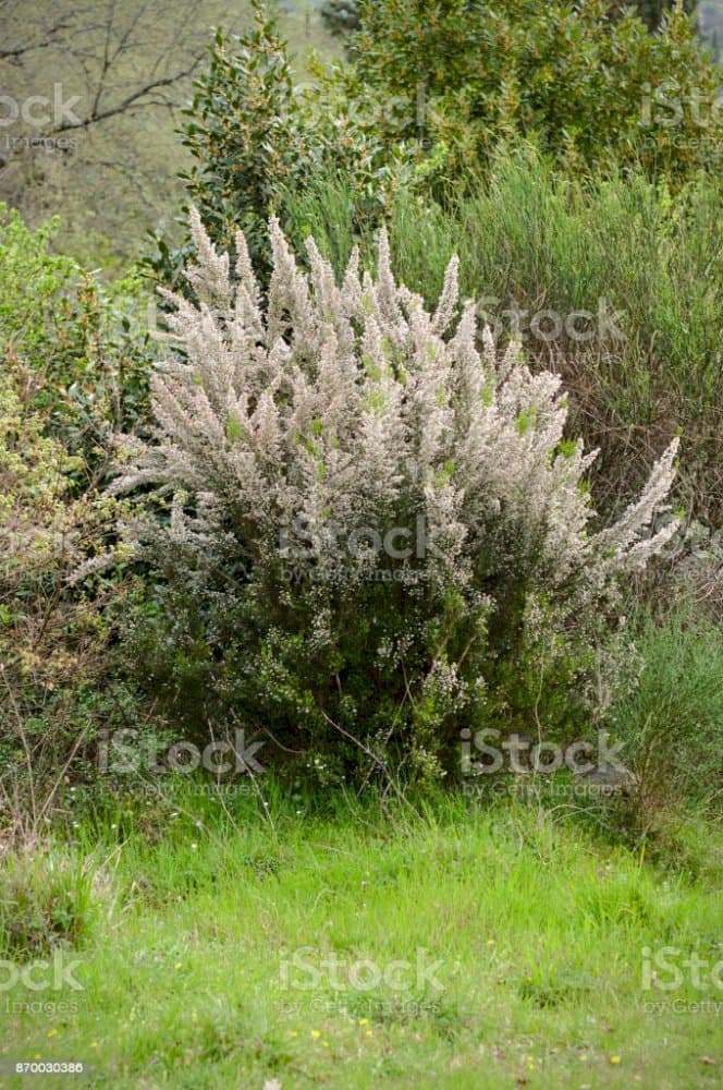 alpine tree heather