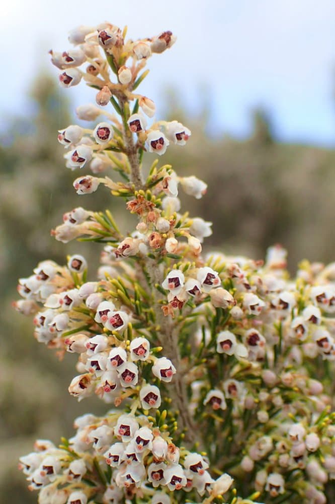 alpine tree heather