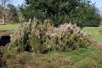 tree heath 'Albert's Gold'