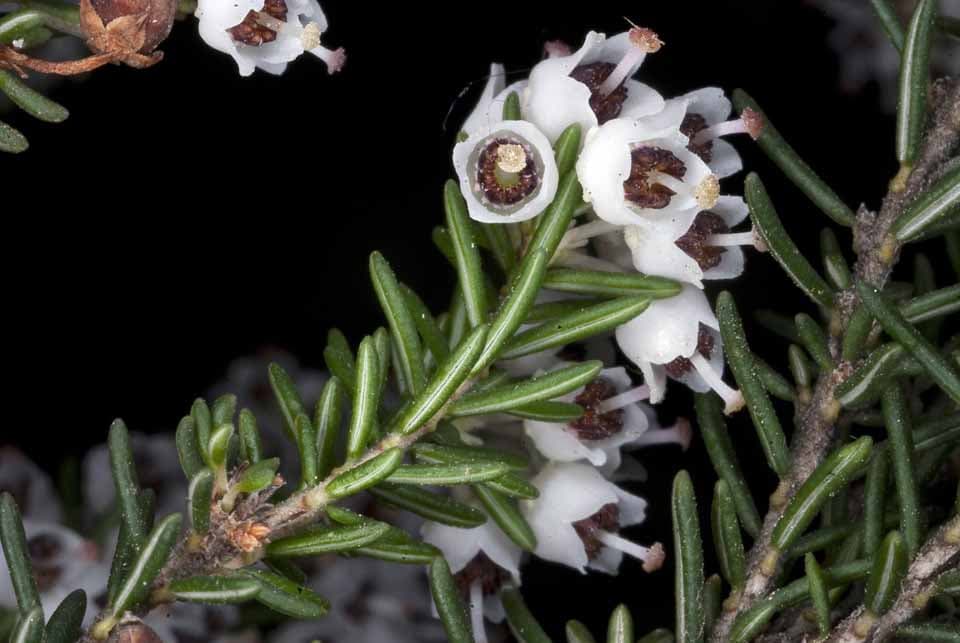 tree heath 'Albert's Gold'