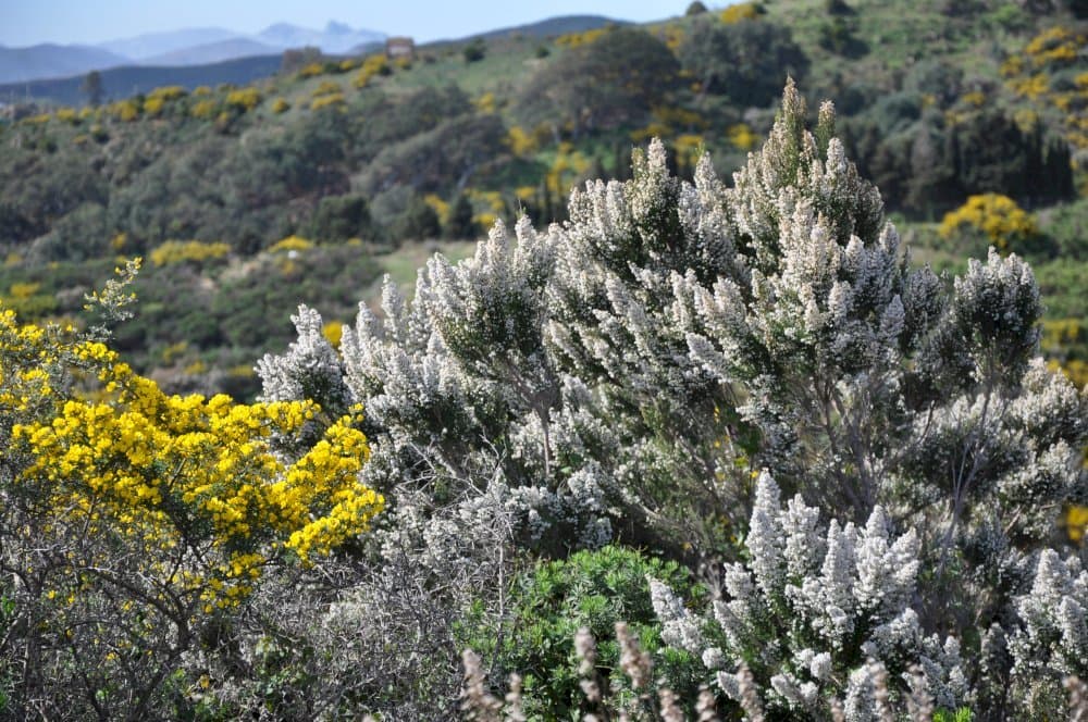 tree heath 'Albert's Gold'