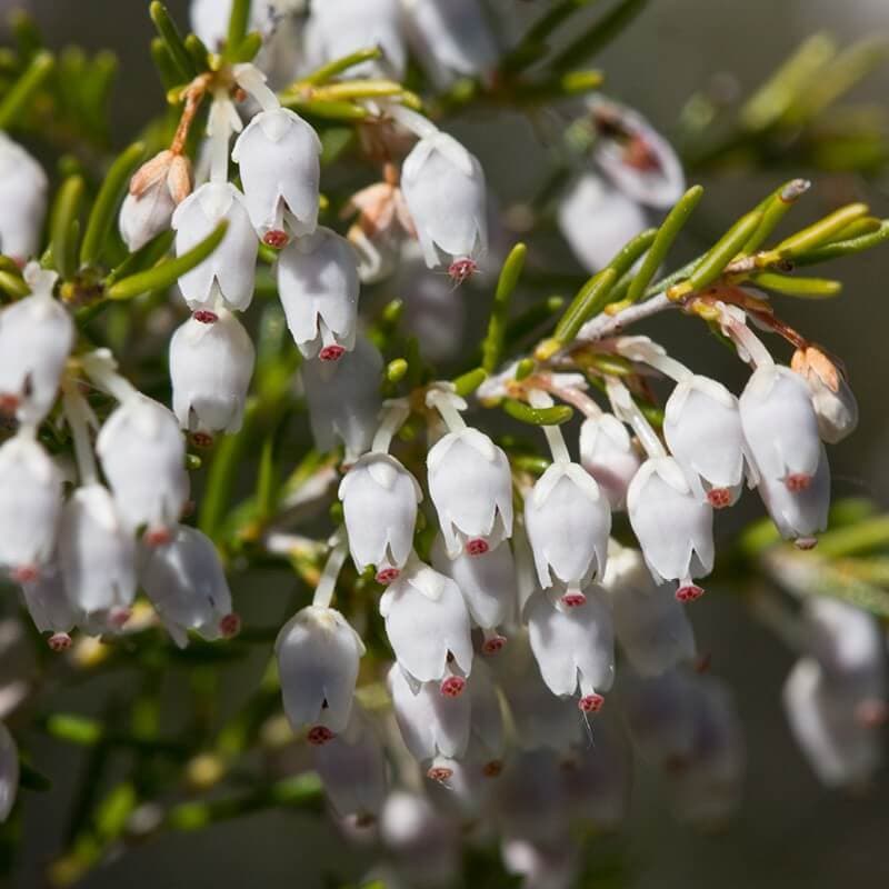 tree heath 'Estrella Gold'