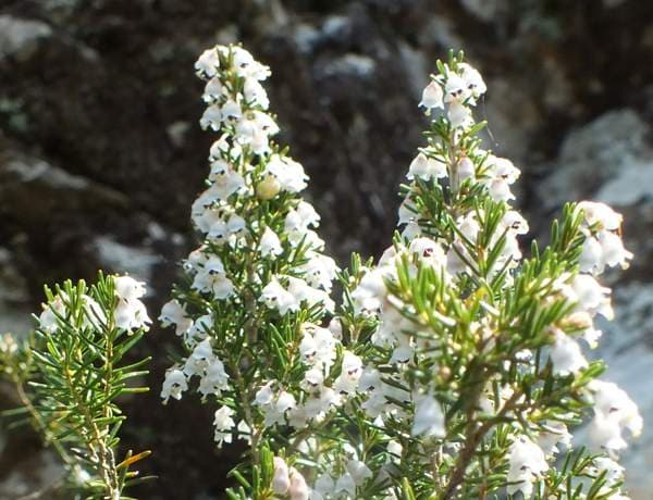 tree heath 'Estrella Gold'