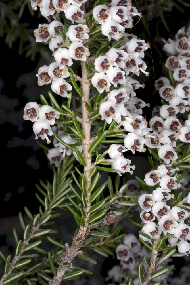 tree heath 'Estrella Gold'