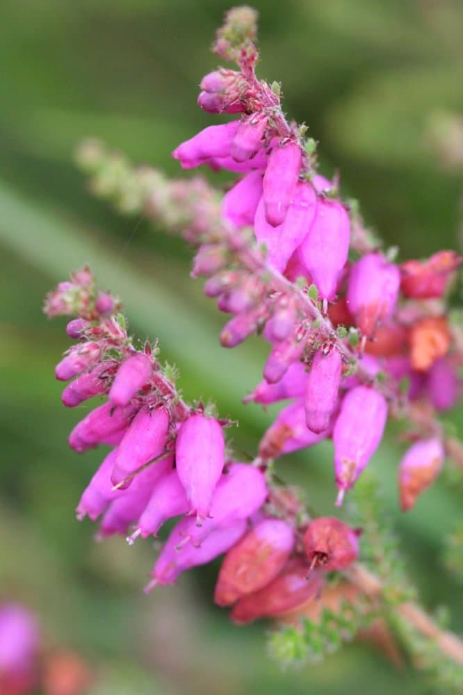 Dorset heath 'Stoborough'