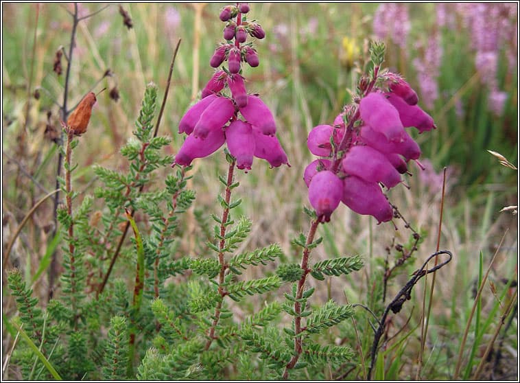 Dorset heath 'Stoborough'