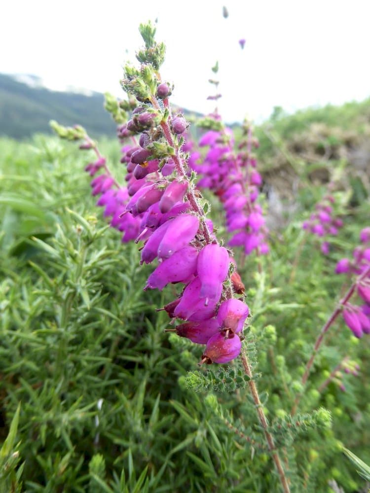 Dorset heath 'Stoborough'