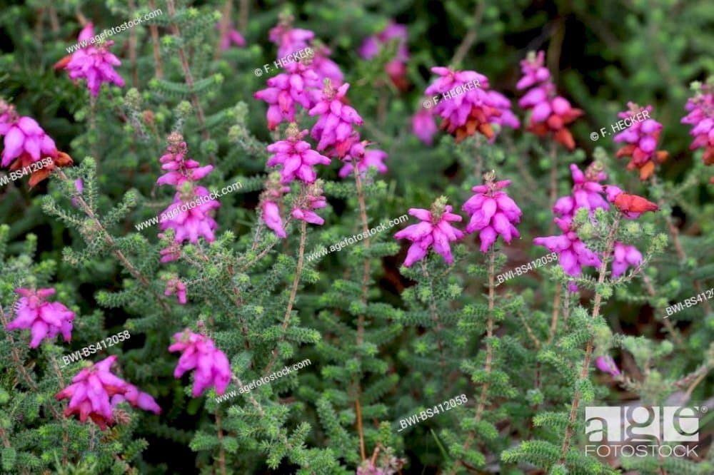 Dorset heath 'Stoborough'