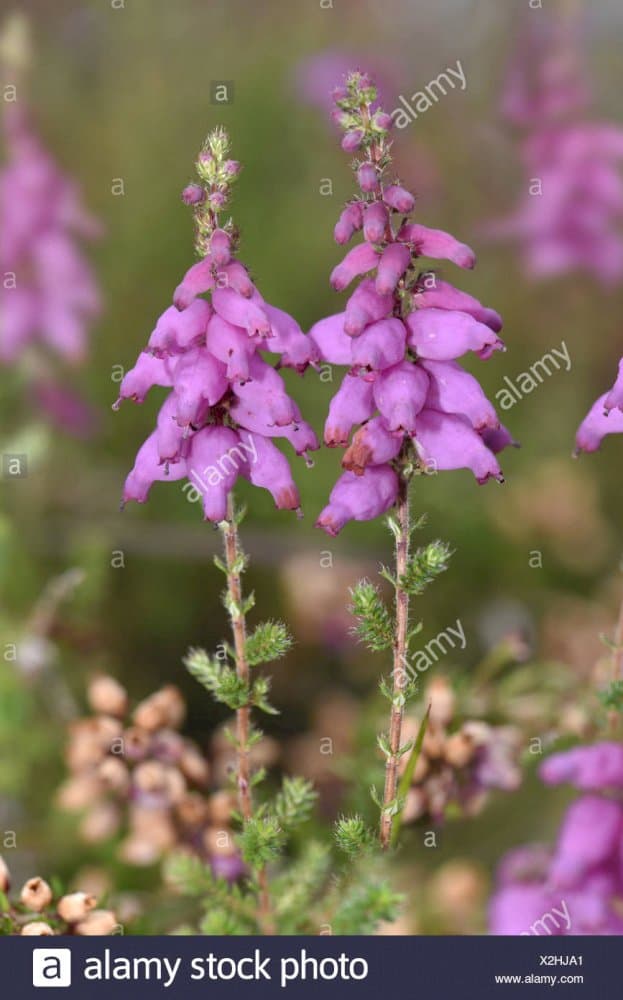 Dorset heath 'Stoborough'