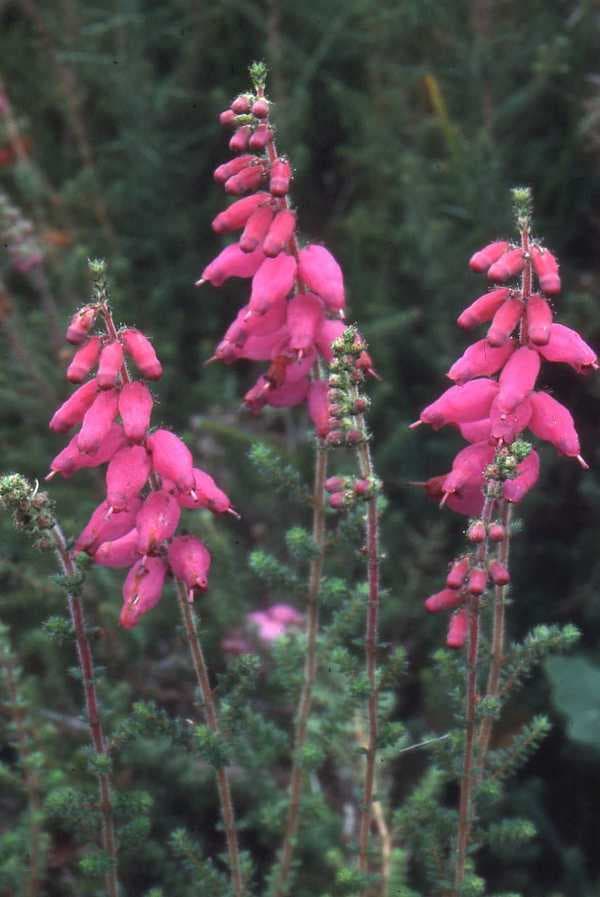 Dorset heath 'Mrs C.H. Gill'