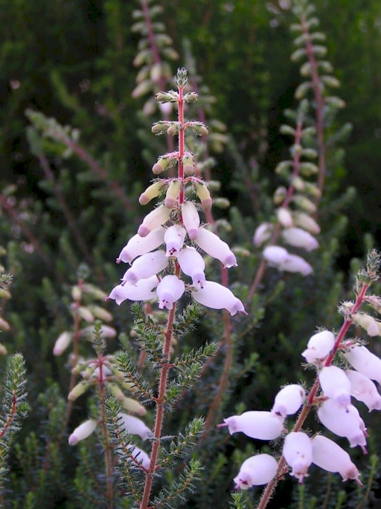 Dorset heath 'Mrs C.H. Gill'