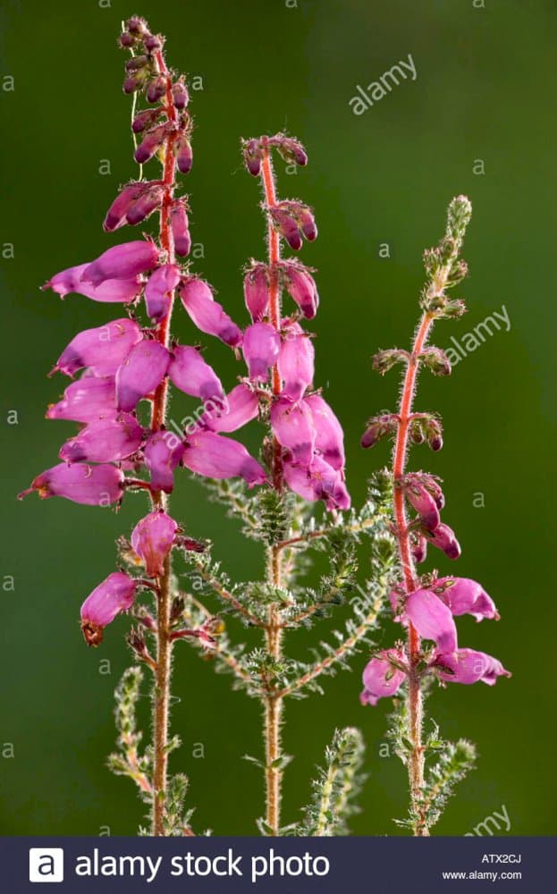 Dorset heath 'Mrs C.H. Gill'