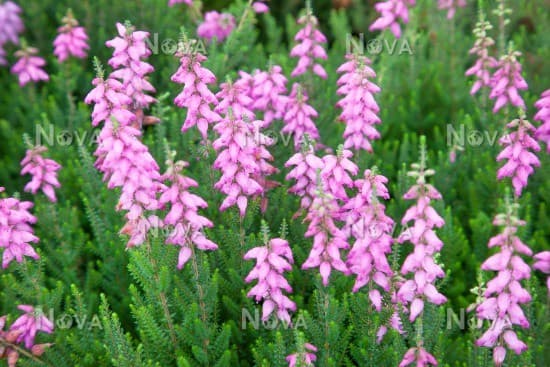 Dorset heath 'Mrs C.H. Gill'