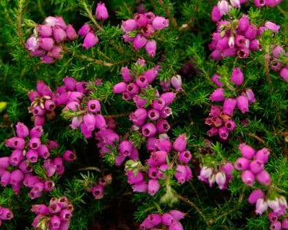 bell heather 'Eden Valley'