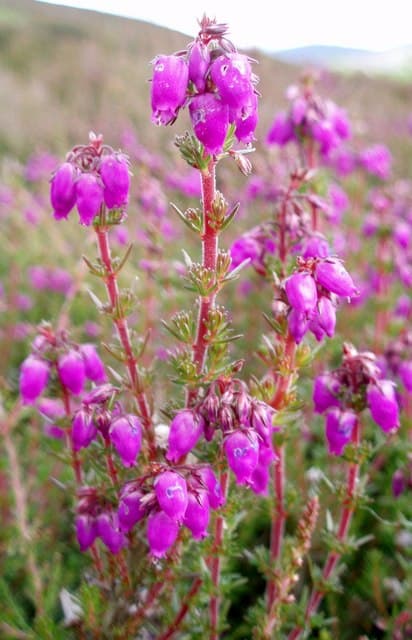 bell heather 'Fiddler's Gold'