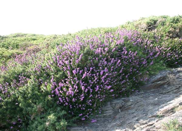 bell heather 'Fiddler's Gold'