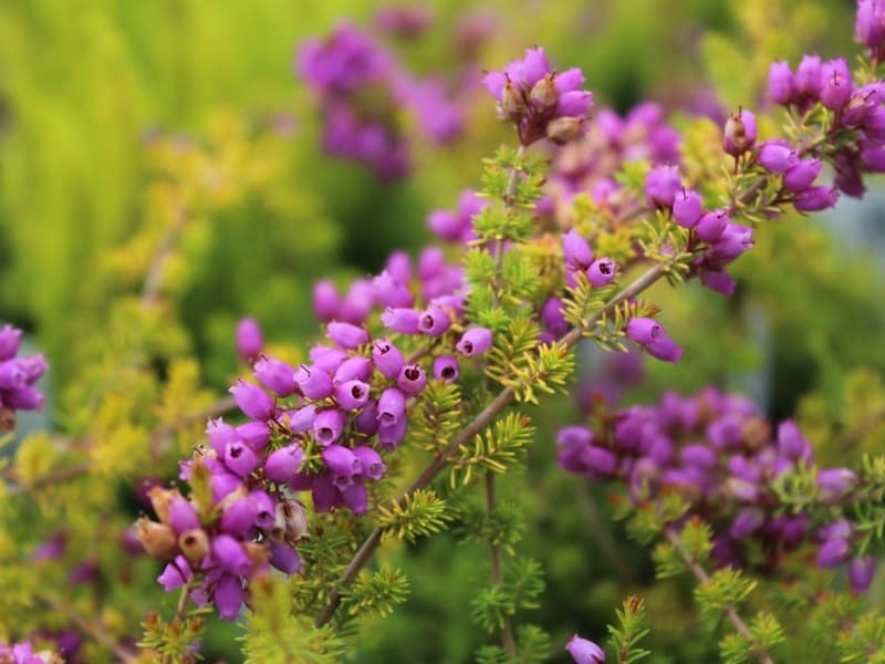 bell heather 'Fiddler's Gold'