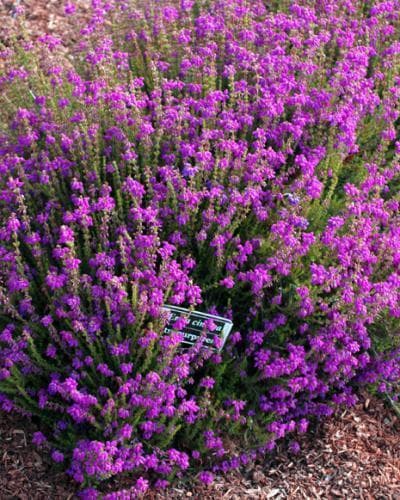 bell heather 'Fiddler's Gold'