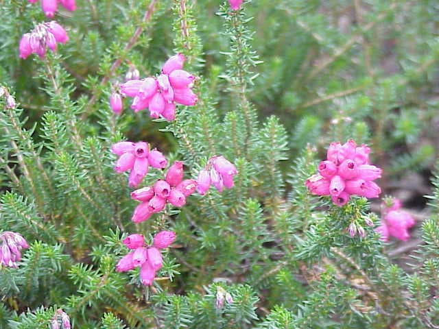 bell heather 'Fiddler's Gold'