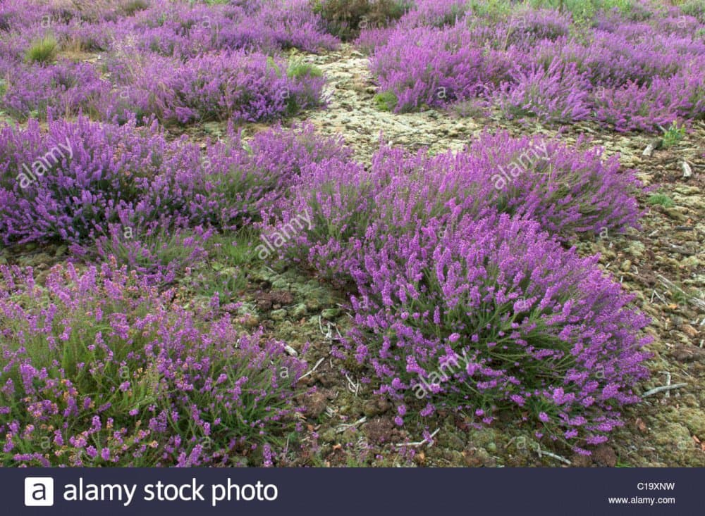 bell heather 'Fiddler's Gold'