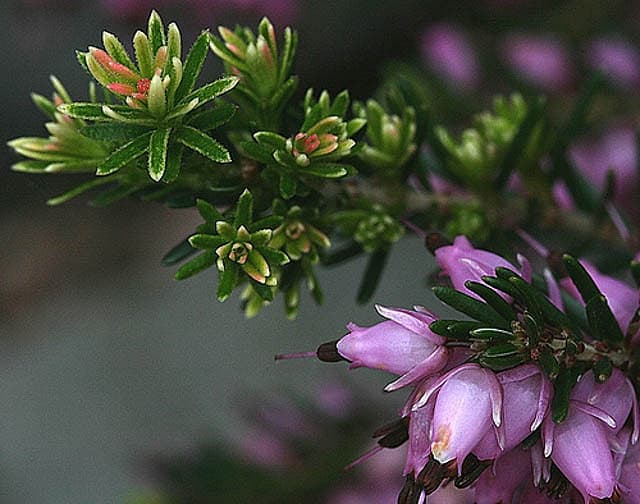 bell heather 'Pink Ice'