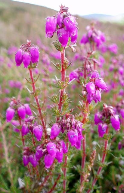 bell heather 'Champs Hill'