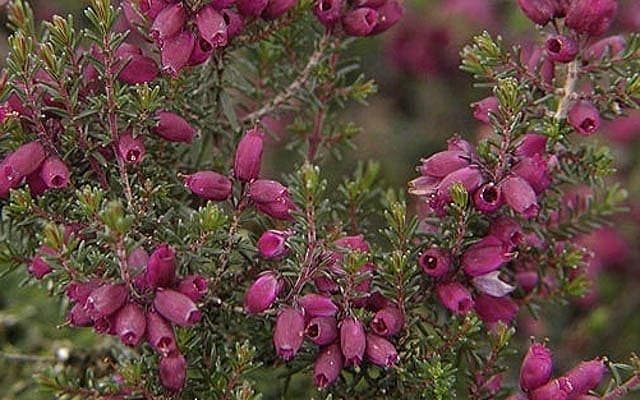 bell heather 'Champs Hill'