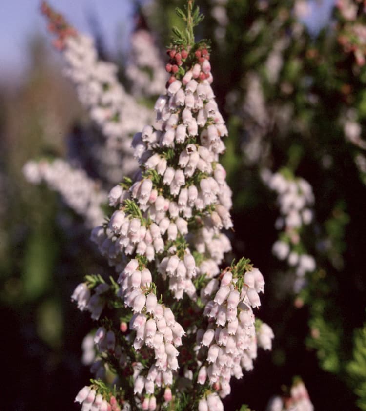 Portugal heath 'Sheffield Park'