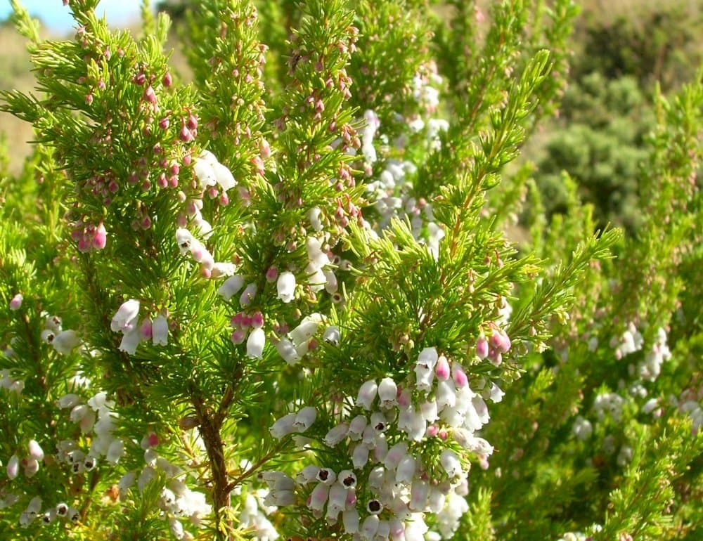 Portugal heath 'Sheffield Park'