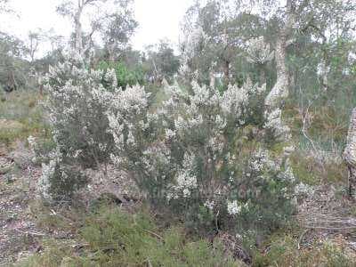 Portugal heath 'Sheffield Park'