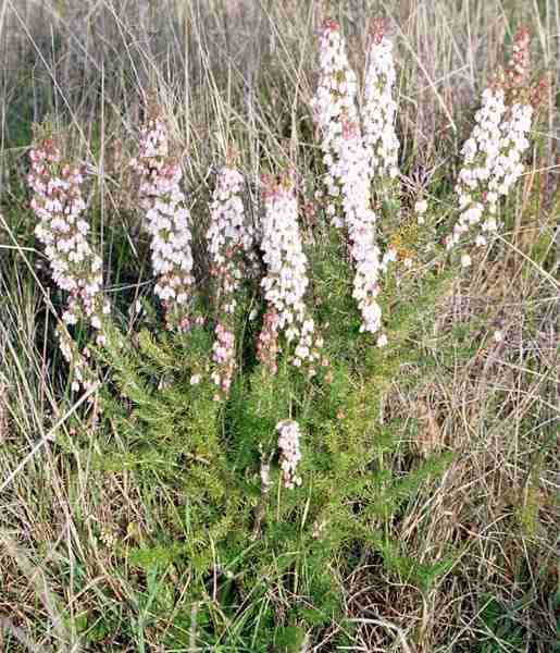 Portugal heath 'Sheffield Park'