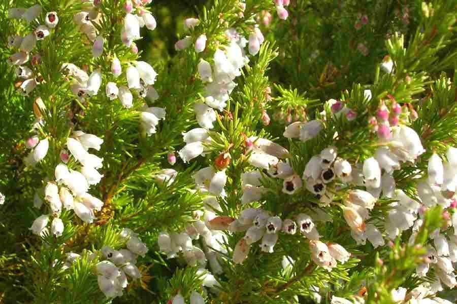 Portugal heath 'Sheffield Park'