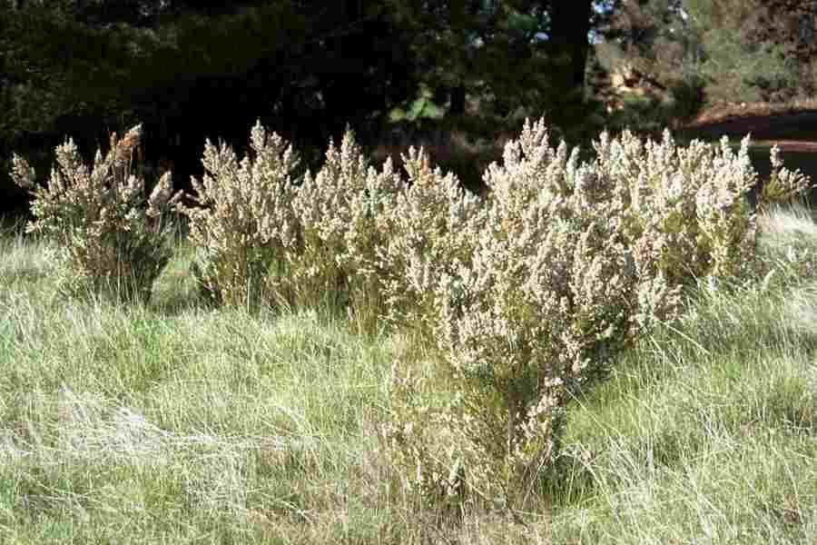 Portugal heath 'George Hunt'