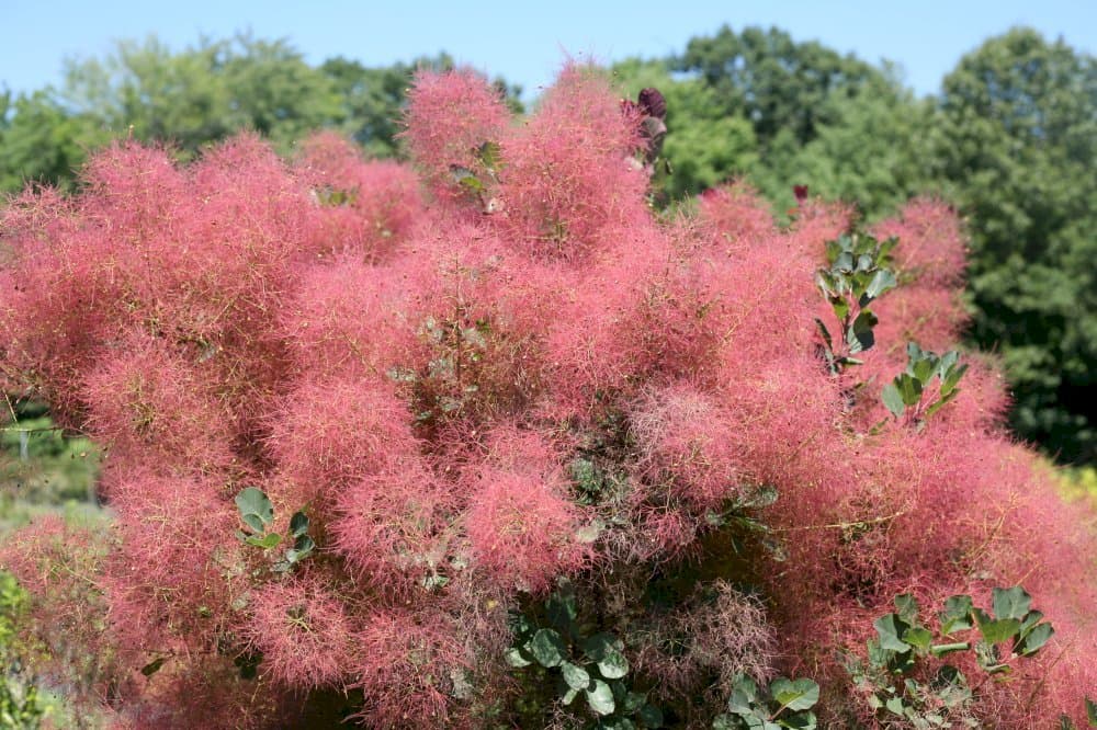 smoke tree 'Royal Purple'