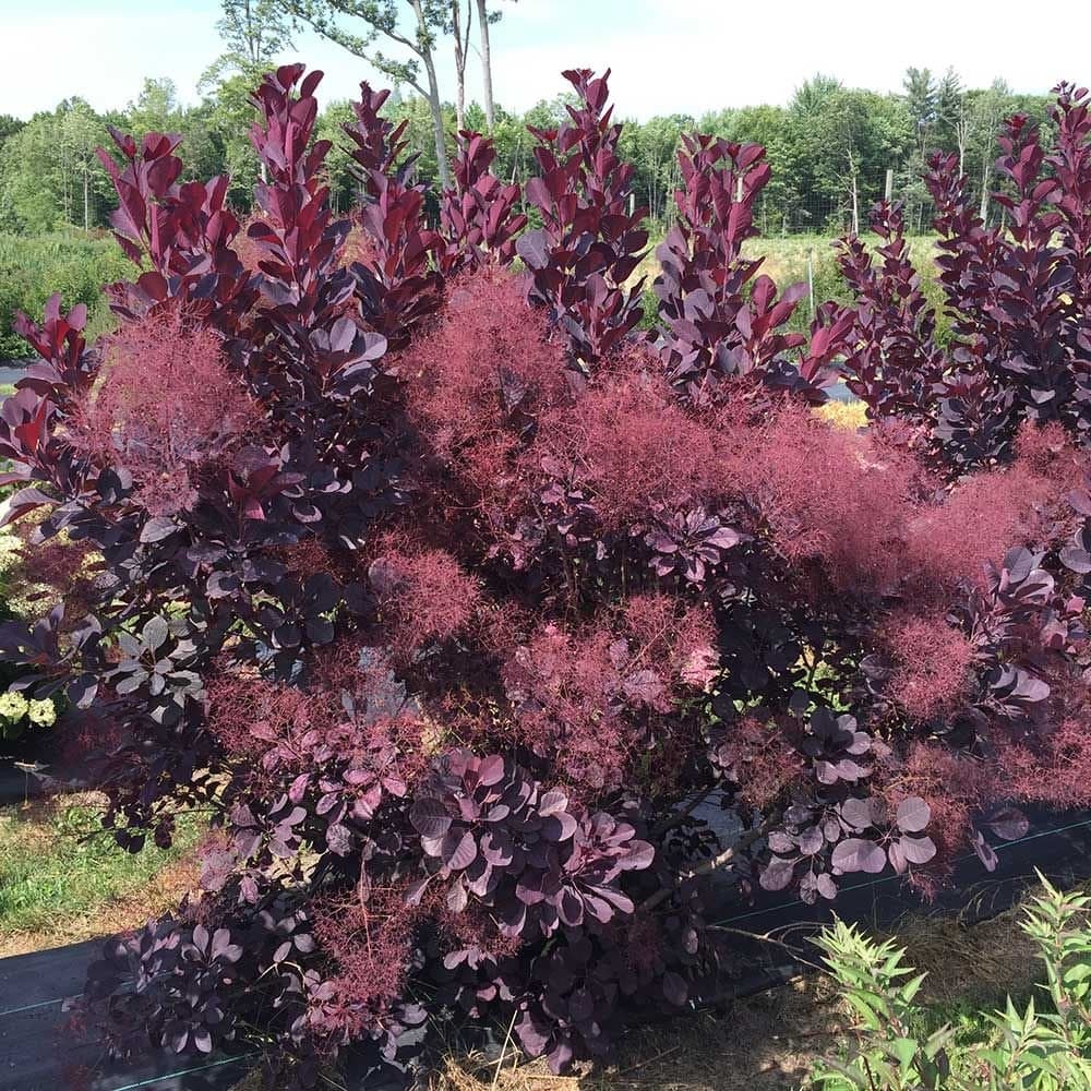 smoke tree 'Royal Purple'