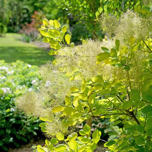 smoke tree 'Royal Purple'