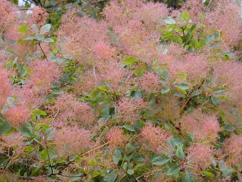 smoke tree 'Royal Purple'